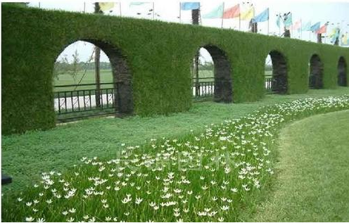 小区市政绿化养护